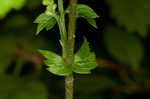 Beaked agrimony